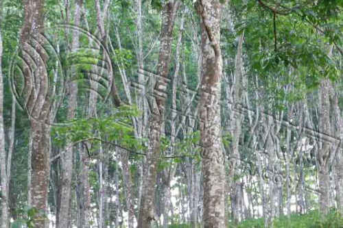 《华宇平台登录地址_疫情影响 泰马印三国橡胶产量下降4-5%》