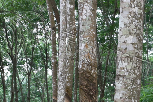 《华宇注册登录地址_越南前5月橡胶出口量料增至54.8万吨》