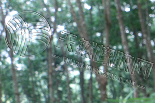 《华宇代理_生猪现货稳中有涨 期货偏弱震荡（20220720）》