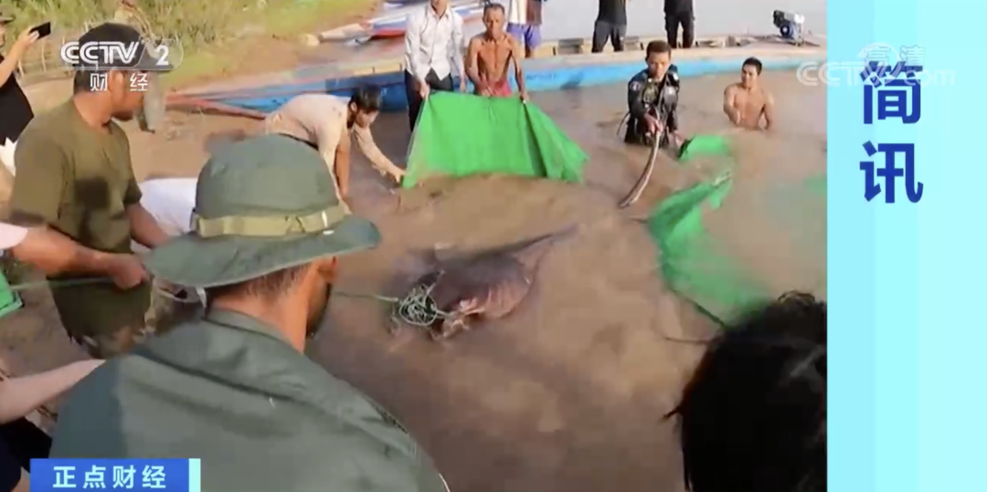 柬埔寨村民捕获目前世界上最大淡水鱼.png