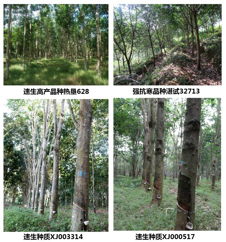 优势橡胶树新品种、新种质和新型种植材料