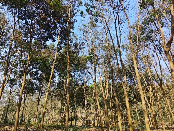 2月上旬橡胶树物候、病虫情监测