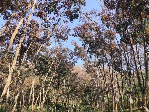 月上旬橡胶树物候、病虫情监测（二）.jpg