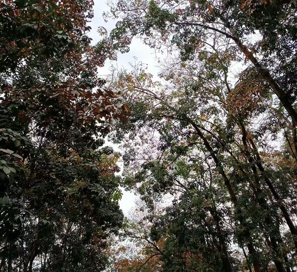 月上旬橡胶树物候、病虫情监测（三）.jpg