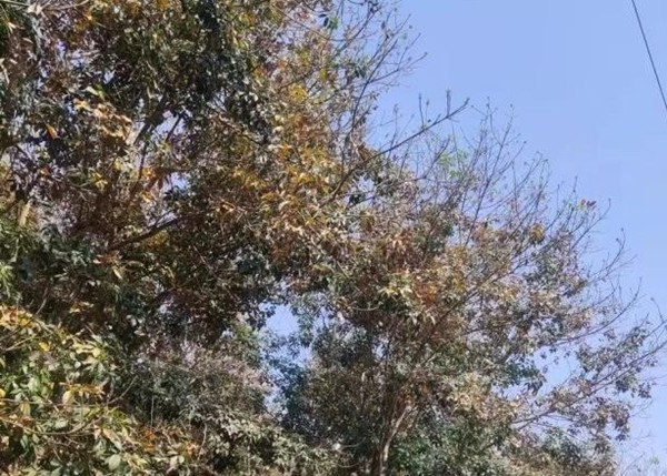 橡胶树物候、病虫情（三）.jpg