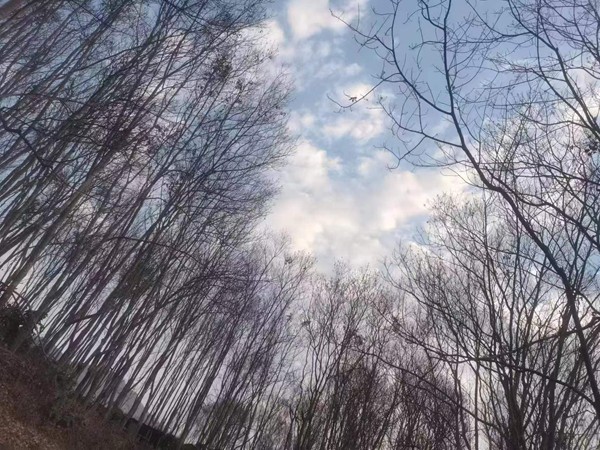 橡胶树物候、病虫情（三）.jpg