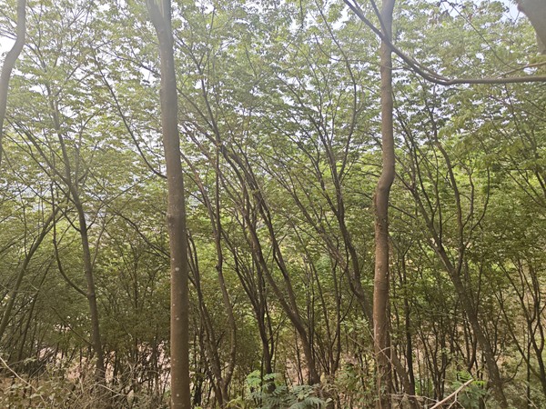 橡胶树物候、病虫情（一）.jpg