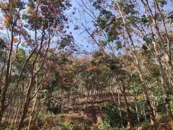 橡胶树物候、病虫情（二）.jpg