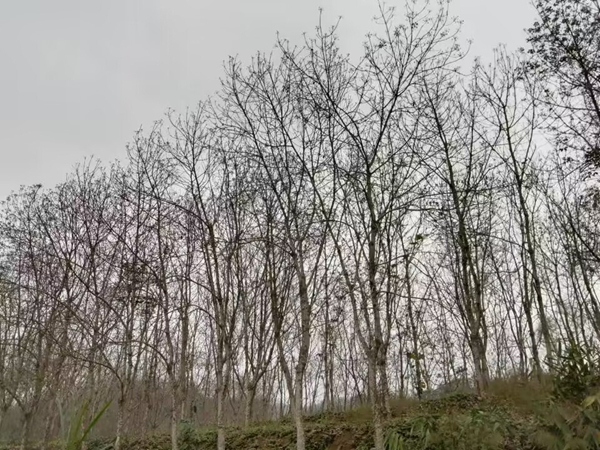 橡胶树物候、病虫情（四）.jpg