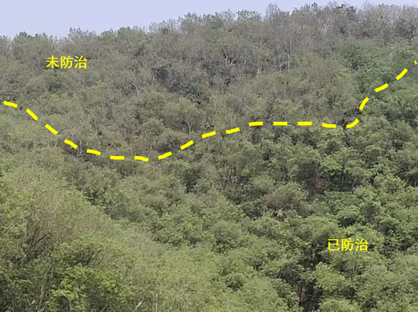 167963849642751.jpg 橡胶树物候、病虫情六.jpg