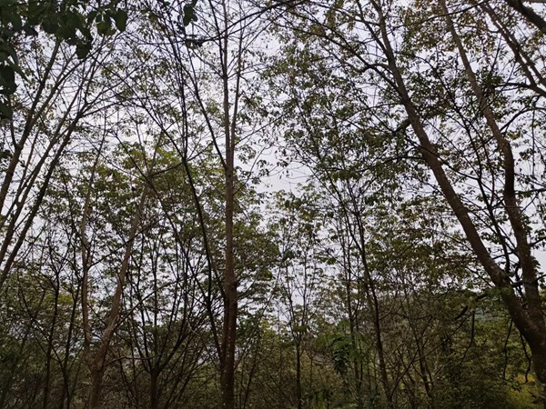 1680159609459072.jpg 橡胶树物候、病虫情一.jpg