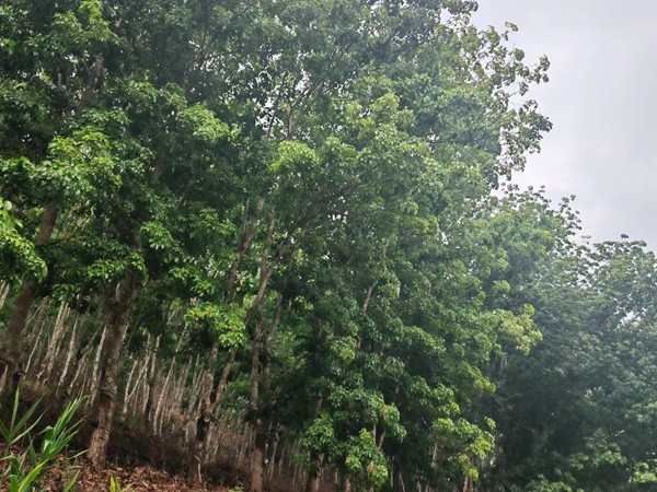 1680159632494375.jpg 橡胶树物候、病虫情二.jpg