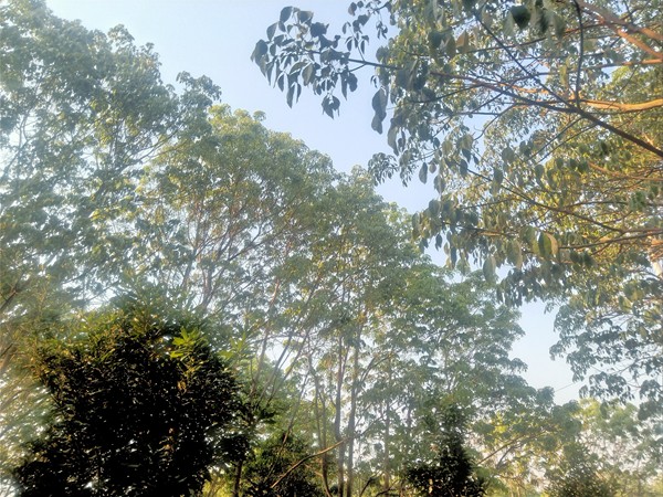 1680159646322537.jpg 橡胶树物候、病虫情三.jpg