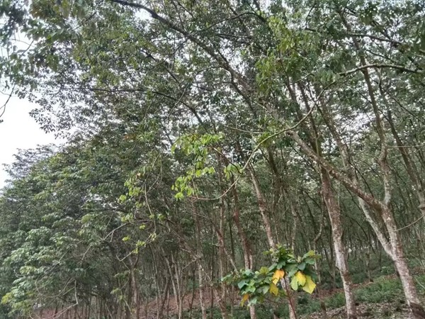 1680159659796340.jpg 橡胶树物候、病虫情四.jpg