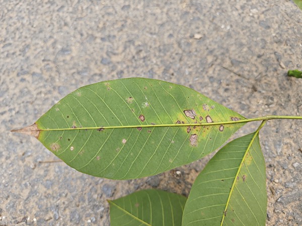 1680159674453917.jpg 橡胶树物候、病虫情五.jpg