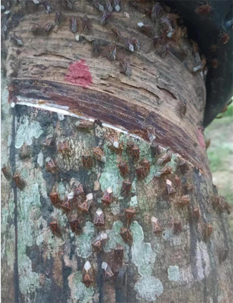 缅甸天然橡胶树上未知蝽象暴发聚集五.png