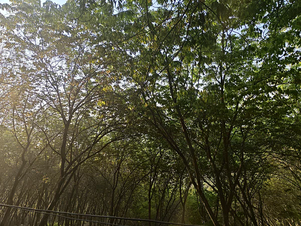 橡胶树物候、病虫情2025年3月上旬监测及防控建议