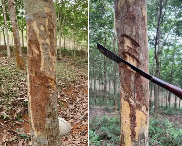 感病部位刮皮处理（左图），树皮坏死、病害深至木质部（右图）（蔡志英供图）.png
