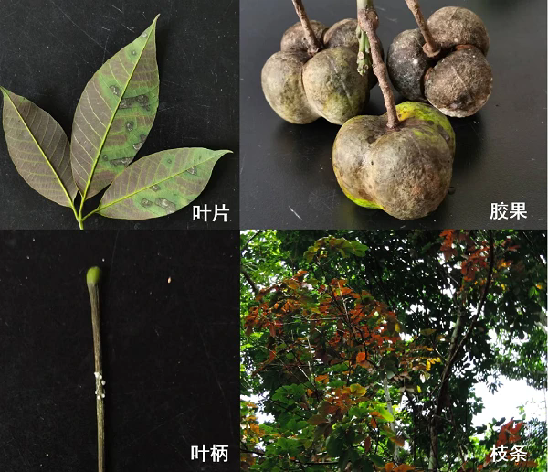 季风季节橡胶树落叶病防治：风险预警与应对策略