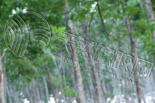 橡胶期货企稳反弹 日内呈现小幅震荡上行态势「20250808」