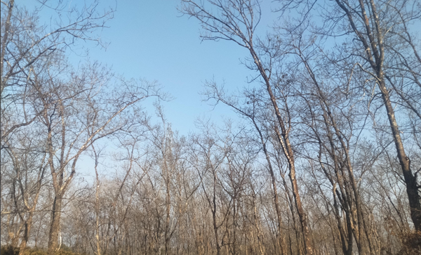 1772439285475132.png 德宏、临沧片区橡胶树物候(遮放农场)(图:殷山山).png