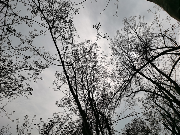 1772439332248361.png 红河片区橡胶树物候(河口)(图:朱文).png