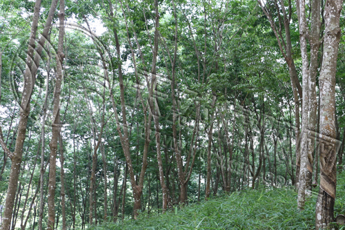 《华宇平台登录地址_生猪现货上涨 期货近强远弱 （20220520）》